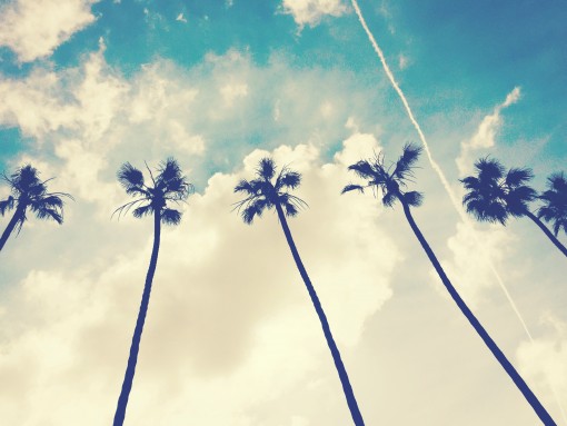 Palm Trees, San Diego | Covet Living