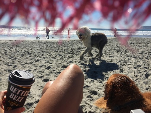 Dog Beach | Covet Living